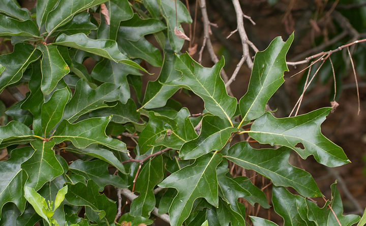 Subfalcate Oak! A natural hybrid between Southern Red Oak and Willow Oak in Anne Arundel Co., Maryland (7/28/2013). <br />Determined by Rod Simmons. Photo by Bill Hubick.