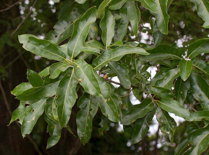 Subfalcate Oak! A natural hybrid between Southern Red Oak and Willow Oak in Anne Arundel Co., Maryland (7/28/2013). <br />Determined by Rod Simmons. Photo by Bill Hubick.