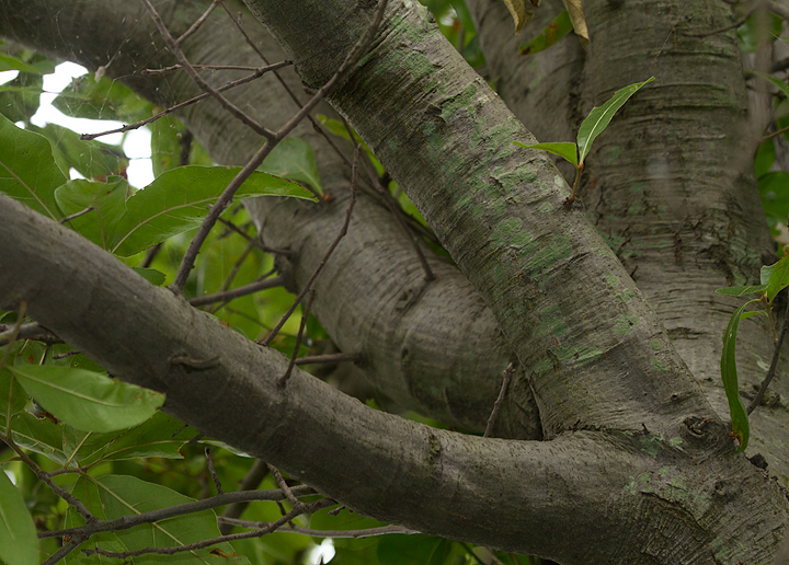 Subfalcate Oak! A natural hybrid between Southern Red Oak and Willow Oak in Anne Arundel Co., Maryland (7/28/2013). <br />Determined by Rod Simmons. Photo by Bill Hubick.