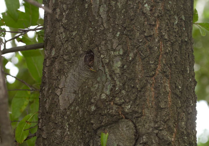 Subfalcate Oak! A natural hybrid between Southern Red Oak and Willow Oak in Anne Arundel Co., Maryland (7/28/2013). <br />Determined by Rod Simmons. Photo by Bill Hubick.