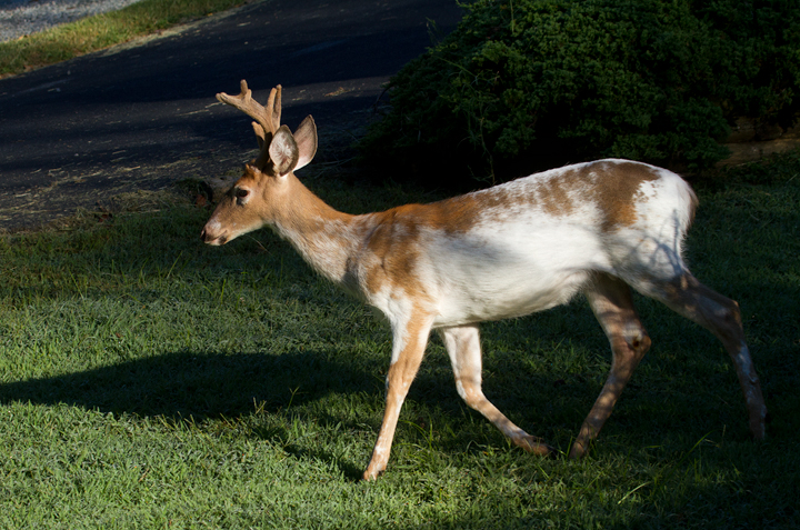 An aberrant White-tailed Deer near Turkey Point, Cecil Co., Maryland (9/7/2013). Photo by Bill Hubick.