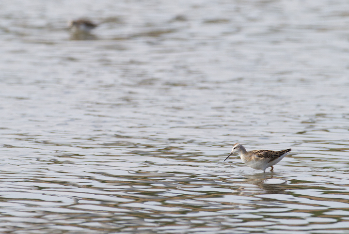 A Wilson's Phalarope at Swan Creek, Anne Arundel Co., Maryland (8/11/2013). Photo by Bill Hubick.
