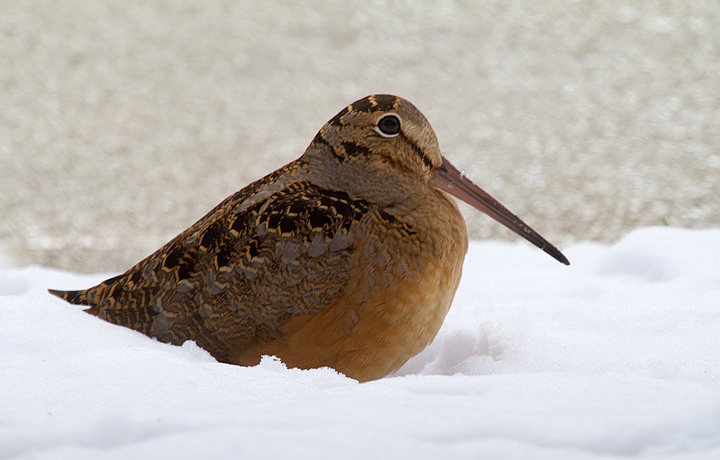 American Woodcock in Dorchester Co., Maryland (1/26/2014). <a href='http://www.youtube.com/watch?v=UEISiCmjwH8' class='text'>Watch video</a> of it foraging. Photo by Bill Hubick.