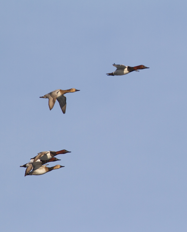 Canvasbacks in flight over Anne Arundel Co., Maryland (2/1/2014). Photo by Bill Hubick.