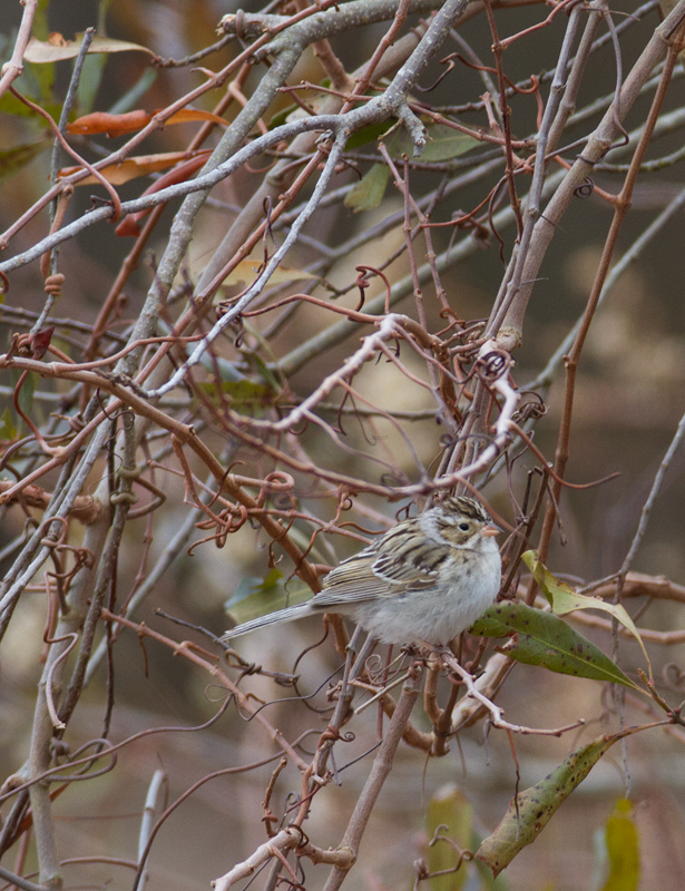 A Clay-colored Sparrow wintering on Assateague Island, Maryland (2/8/2014). Photo by Bill Hubick.