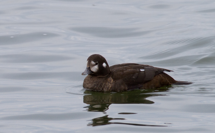 Harlequin Ducks at the Ocean City Inlet, Maryland (2/8/2014). Photo by Bill Hubick.
