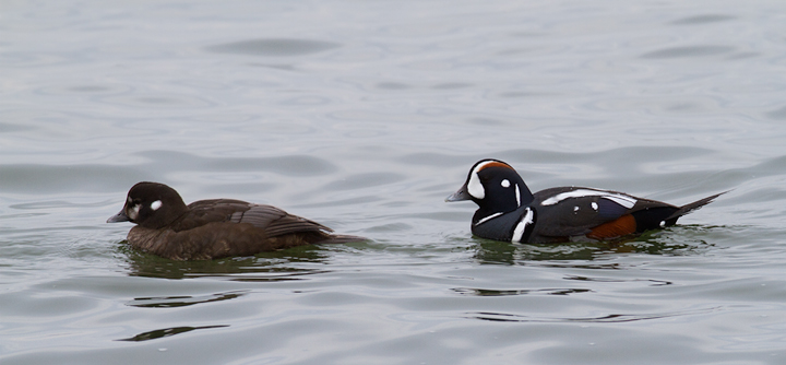 Harlequin Ducks at the Ocean City Inlet, Maryland (2/8/2014). Photo by Bill Hubick.
