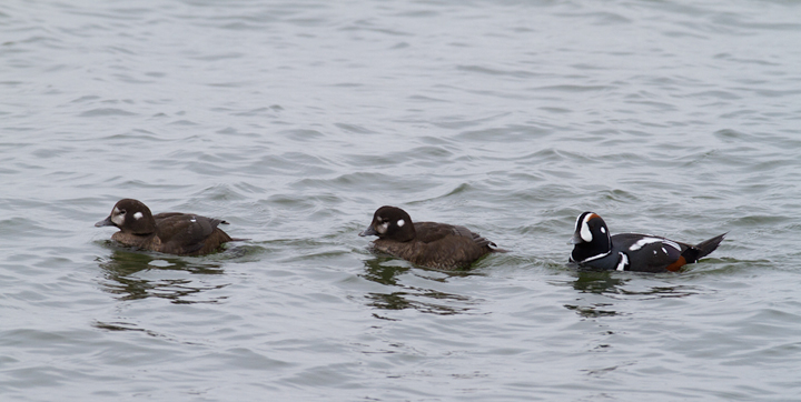 Harlequin Ducks at the Ocean City Inlet, Maryland (2/8/2014). Photo by Bill Hubick.