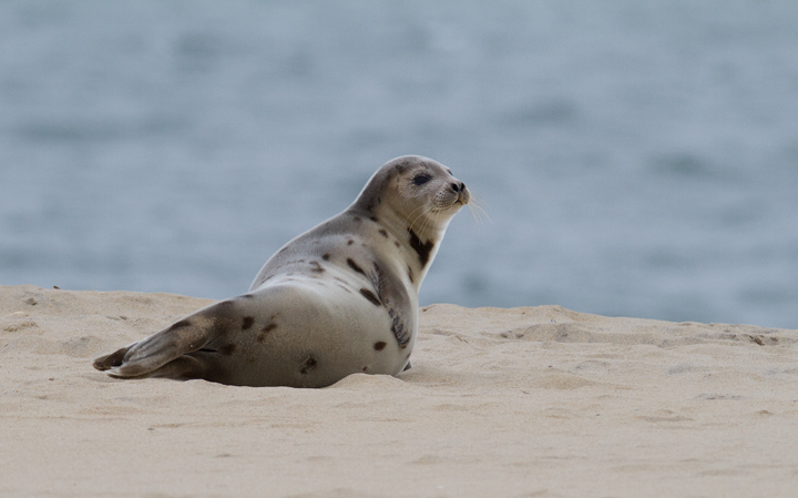 A Harp Seal in Ocean Ciy, Maryland (2/8/2014). (<a class='text' href='http://www.marylandbiodiversity.com/view/849' target='_blank'>View MBP</a>) Photo by Bill Hubick.
