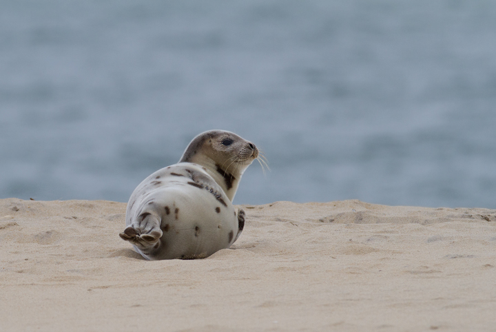 A Harp Seal in Ocean Ciy, Maryland (2/8/2014). (<a class='text' href='http://www.marylandbiodiversity.com/view/849' target='_blank'>View MBP</a>) Photo by Bill Hubick.