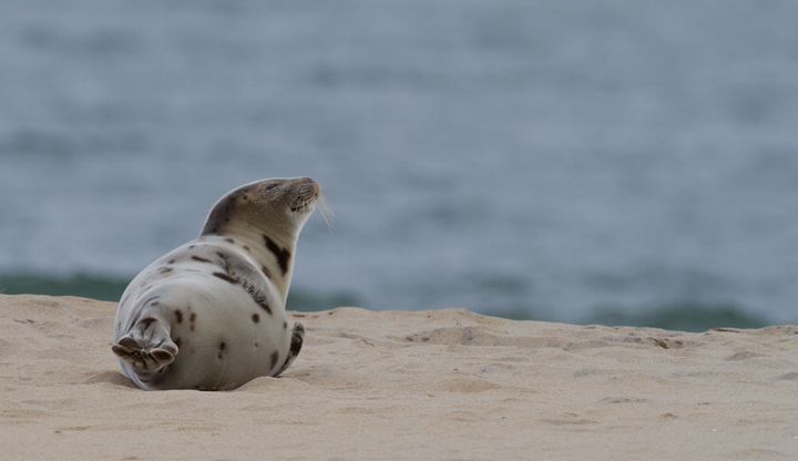 A Harp Seal in Ocean Ciy, Maryland (2/8/2014). (<a class='text' href='http://www.marylandbiodiversity.com/view/849' target='_blank'>View MBP</a>) Photo by Bill Hubick.