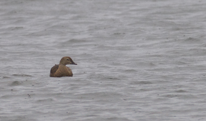A female King Eider in Anne Arundel Co., Maryland (2/3/2014).<br /> Thanks to Frank Marenghi and Dan Haas for finding and re-finding this exceptional bird. Photo by Bill Hubick.