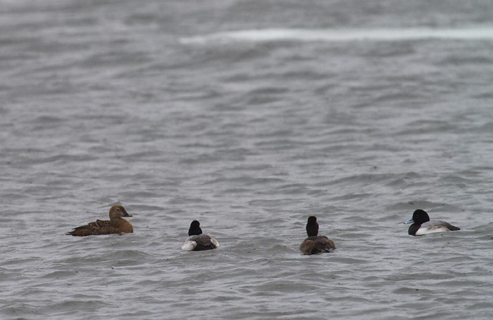 A female King Eider in Anne Arundel Co., Maryland (2/3/2014).<br /> Thanks to Frank Marenghi and Dan Haas for finding and re-finding this exceptional bird. Photo by Bill Hubick.