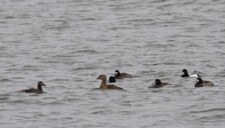 A female King Eider in Anne Arundel Co., Maryland (2/3/2014).<br /> Thanks to Frank Marenghi and Dan Haas for finding and re-finding this exceptional bird. Photo by Bill Hubick.