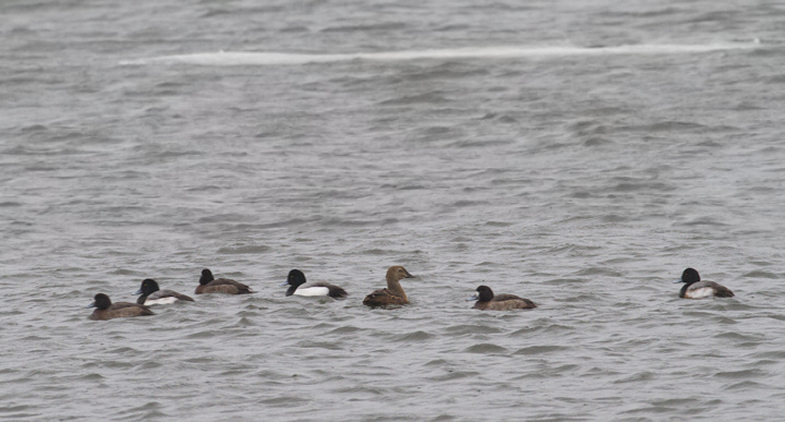 A female King Eider in Anne Arundel Co., Maryland (2/3/2014).<br /> Thanks to Frank Marenghi and Dan Haas for finding and re-finding this exceptional bird. Photo by Bill Hubick.
