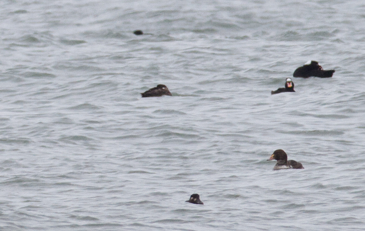 An immature male King Eider at the Ocean City Inlet, Maryland (2/8/2014). Photo by Bill Hubick.