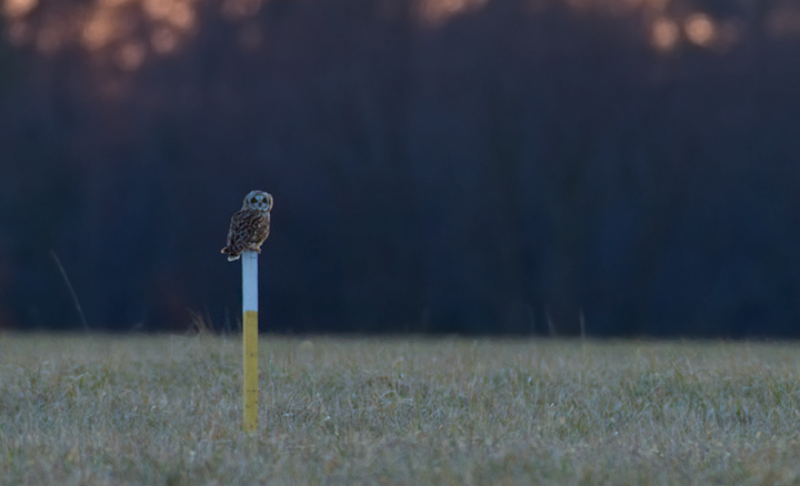 A Short-eared Owl in Talbot Co., Maryland (1/19/2014). Photo by Bill Hubick.