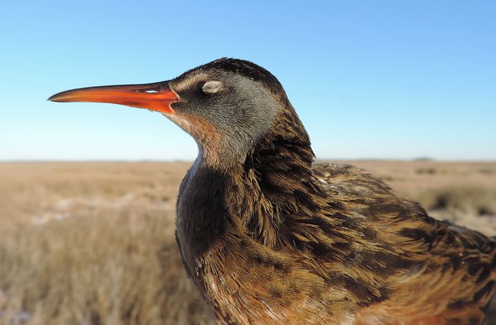 A Virginia Rail found recently dead on the road in Dorchester Co., Maryland (1/26/2014). Photo by Bill Hubick.