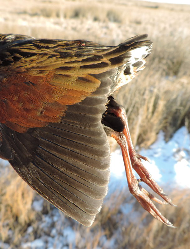 A Virginia Rail found recently dead on the road in Dorchester Co., Maryland (1/26/2014). Photo by Bill Hubick.