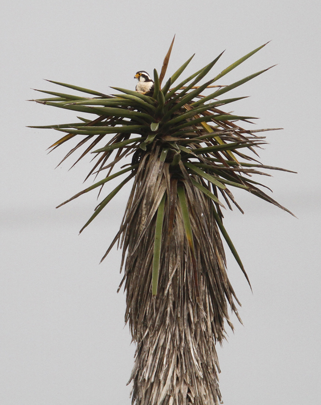 An Aplomado Falcon near Brownsville, Texas (5/30/2015). Photo by Bill Hubick.