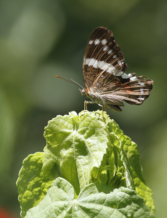 A Banded Peacock in Hidalgo Co., Texas (6/2/2015). Photo by Bill Hubick.