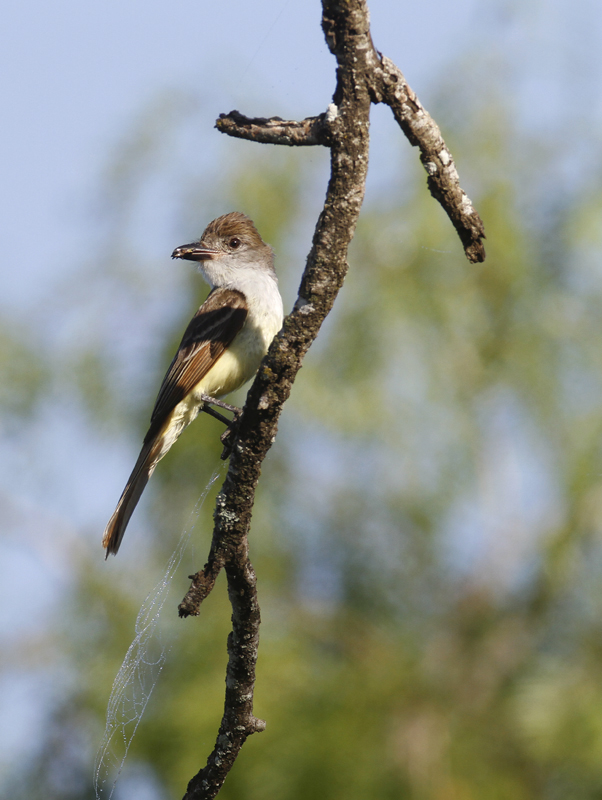 A Brown-crested Flycatcher in Hidalgo Co., Texas (6/2/2015). Photo by Bill Hubick.