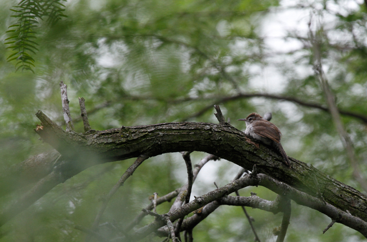 A Bewick's Wren in Cameron Co., Texas (5/31/2015). Photo by Bill Hubick.