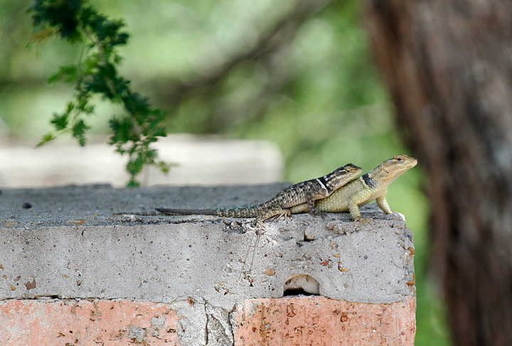 Blue Spiny Lizards (<em>Sceloporus cyanogenys</em>) in Hidalgo Co., Texas (6/2/2015). Photo by Bill Hubick.