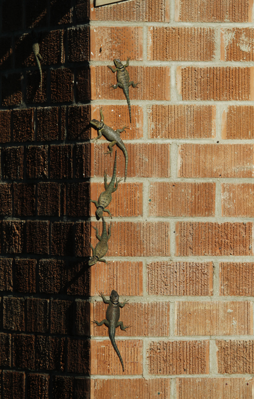 Blue Spiny Lizards (<em>Sceloporus cyanogenys</em>) in Hidalgo Co., Texas (6/2/2015). Photo by Bill Hubick.