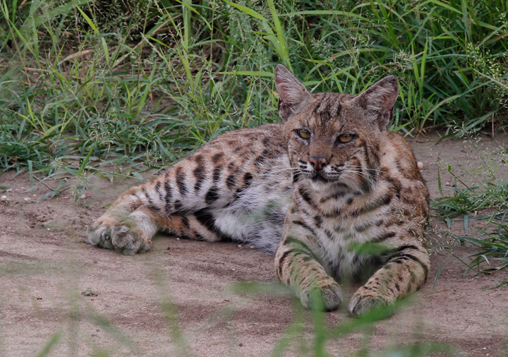 A Bobcat in Hidalgo Co., Texas (5/30/2015). Photo by Bill Hubick.