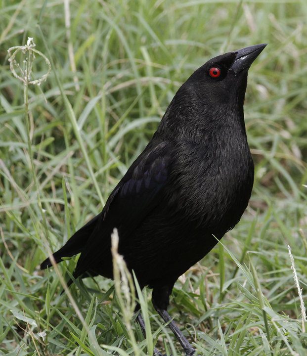 A male Bronzed Cowbird in Hidalgo Co., Texas (5/31/2015). Photo by Bill Hubick.