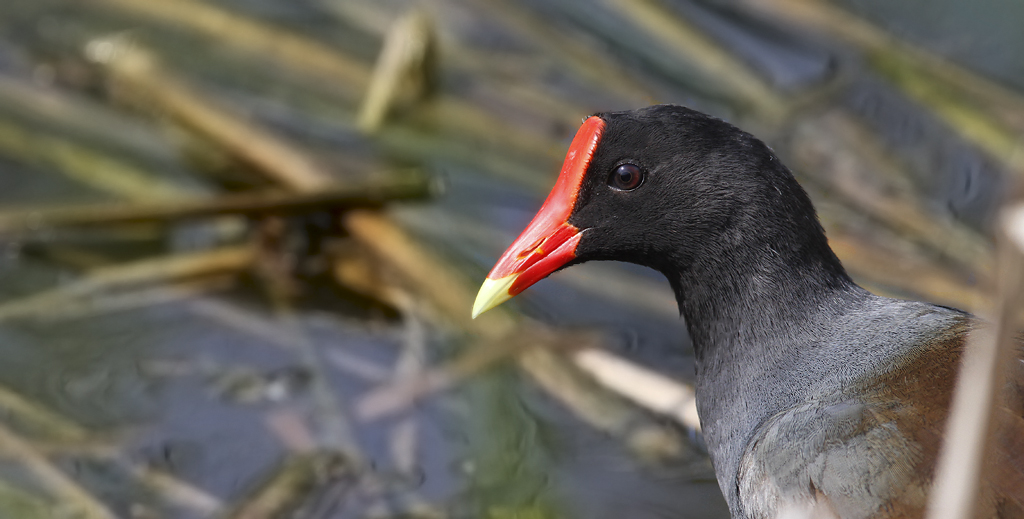 A Common Gallinule on South Padre Island, Texas (5/30/2015). Photo by Bill Hubick.