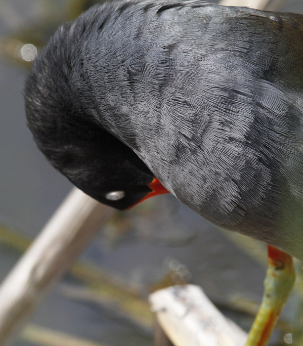 Did you know Common Gallinules have white eyelids? Photo by Bill Hubick.