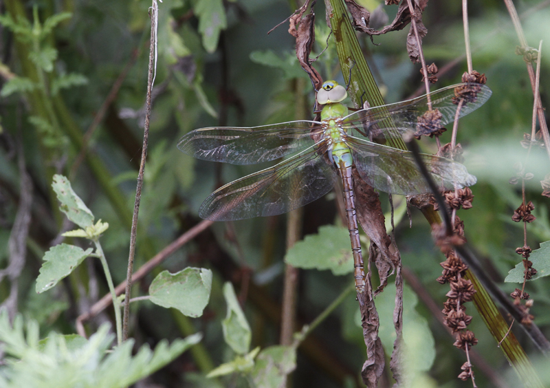 A female Common Green Darner in Hidalgo Co., Texas (6/1/2015). Photo by Bill Hubick.
