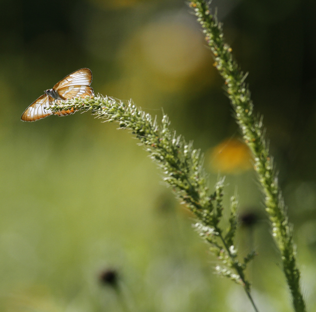 A Common Mestra at Santa Ana NWR, Texas (6/1/2015). Photo by Bill Hubick.