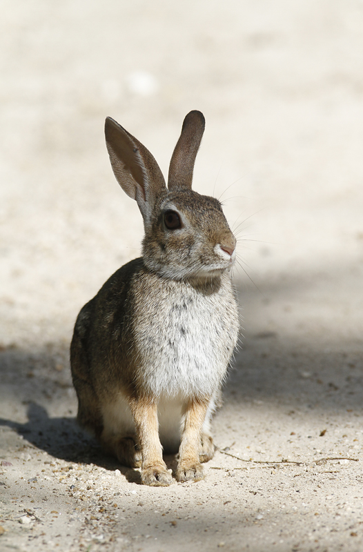 An Eastern Cottontail in Hidalgo Co., Texas (6/1/2015). Photo by Bill Hubick.