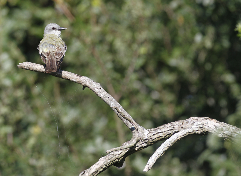 A Couch's Kingbird at Santa Ana NWR, Texas (6/1/2015). Photo by Bill Hubick.