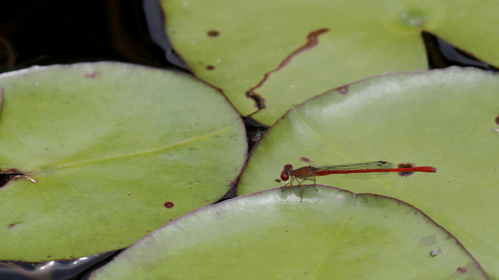 A Desert Firetail in Cameron Co., Texas (5/30/2015). Photo by Bill Hubick.