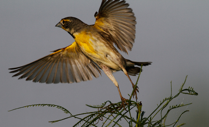 A Dickcissel in Hidalgo Co., Texas (5/31/2015). Photo by Bill Hubick.