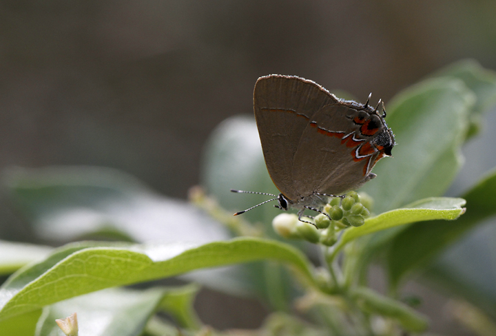 A Dusky Blue Groundstreak in Hidalgo Co., Texas (6/1/2015). Photo by Bill Hubick.