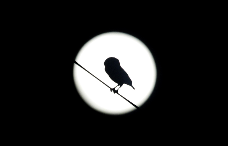 An Elf Owl silhouetted against the full moon in Hidalgo Co., Texas (6/1/2015). Photo by Bill Hubick.