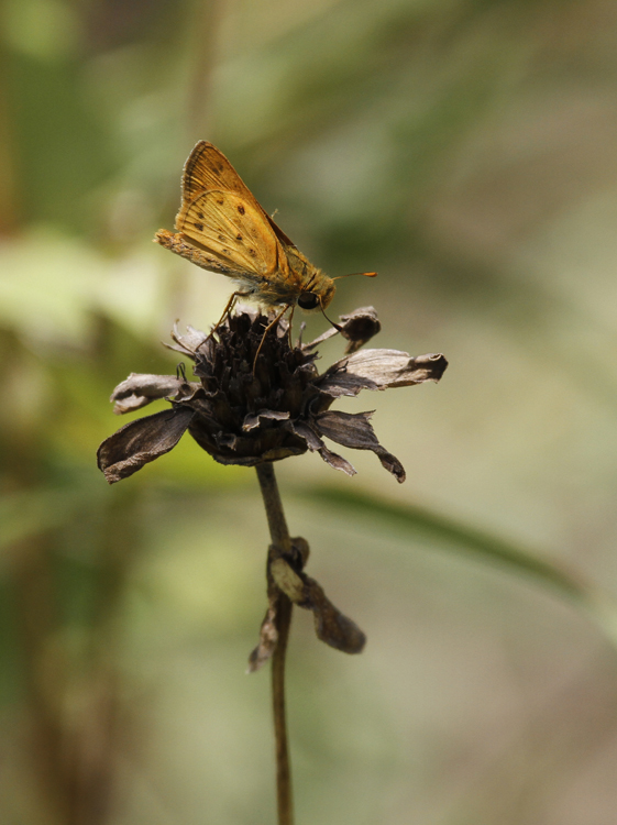 A Fiery Skipper in Hidalgo Co., Texas (6/1/2015). Photo by Bill Hubick.