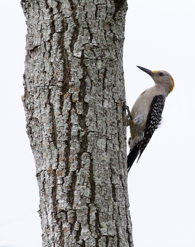 A Golden-fronted Woodpecker in Hidalgo Co., Texas (5/31/2015). Photo by Bill Hubick.