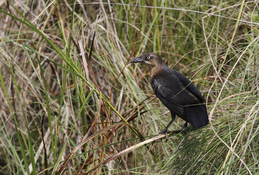 A female Great-tailed Grackle in Cameron Co., Texas (5/30/2015). Photo by Bill Hubick.