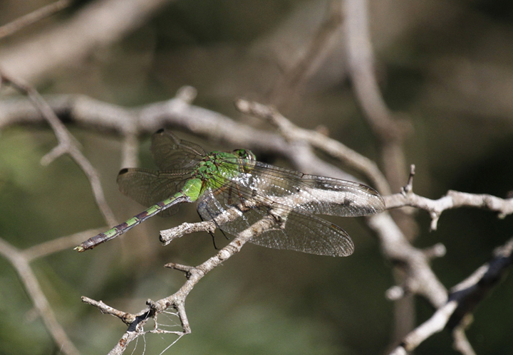 A Great Pondhawk in Hidalgo Co., Texas (6/2/2015). Photo by Bill Hubick.