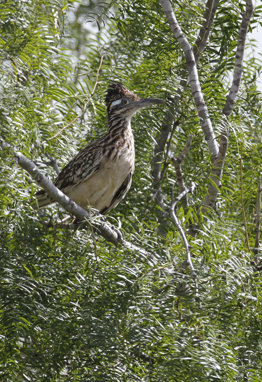 A Greater Roadrunner in Hidalgo Co., Texas (6/2/2015). Photo by Bill Hubick.