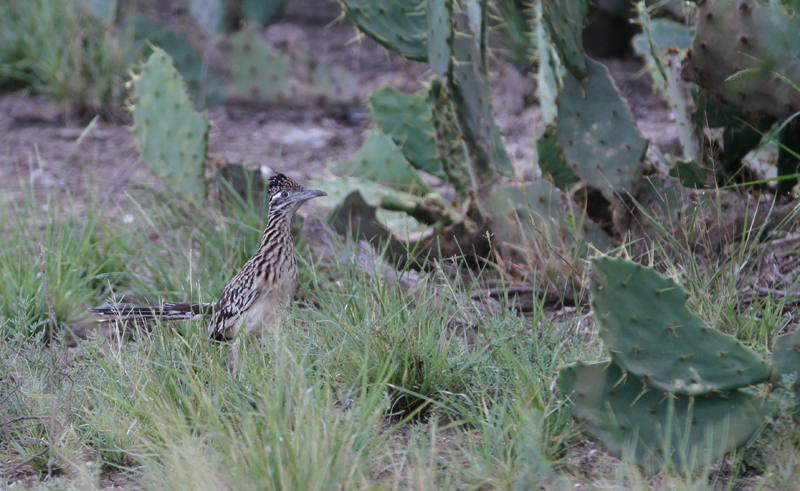 A Greater Roadrunner in Hidalgo Co., Texas (6/2/2015). Photo by Bill Hubick.