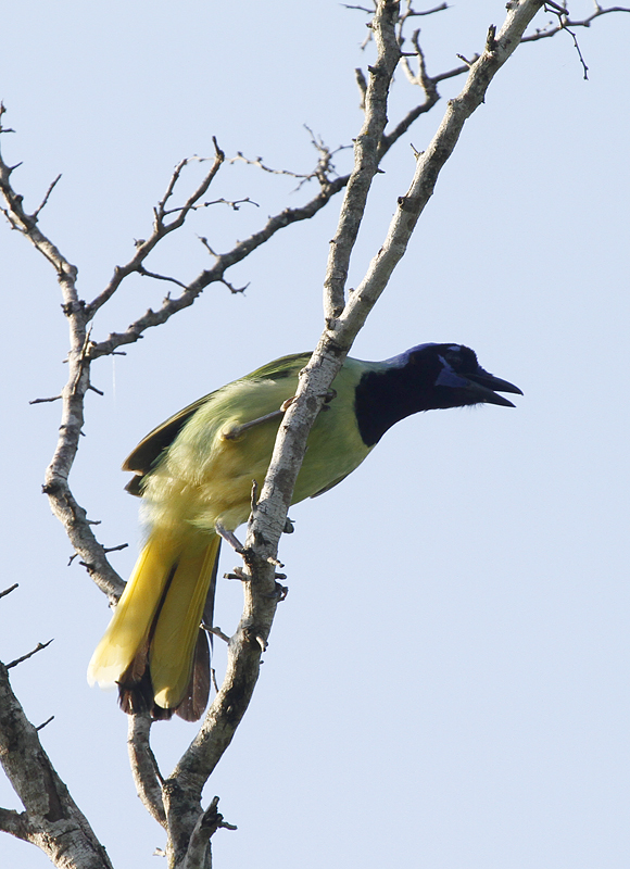 A Green Jay in Hidalgo Co., Texas (6/1/2015). Photo by Bill Hubick.