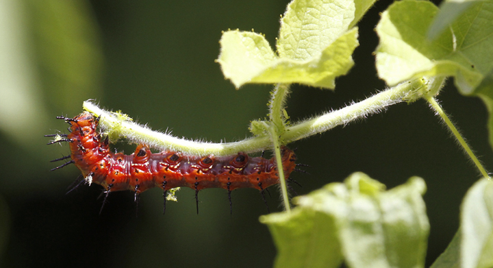 A Gulf Fritillary caterpillar in Hidalgo Co., Texas (6/1/2015). Photo by Bill Hubick.