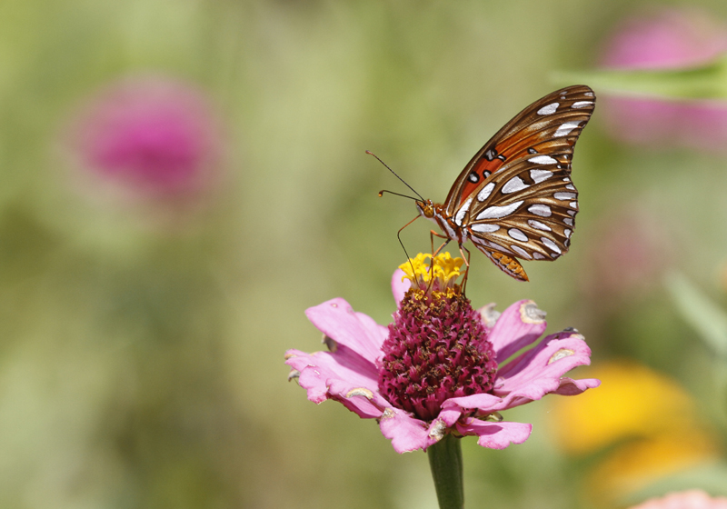 A Gulf Fritillary in Hidalgo Co., Texas (6/1/2015). Photo by Bill Hubick.